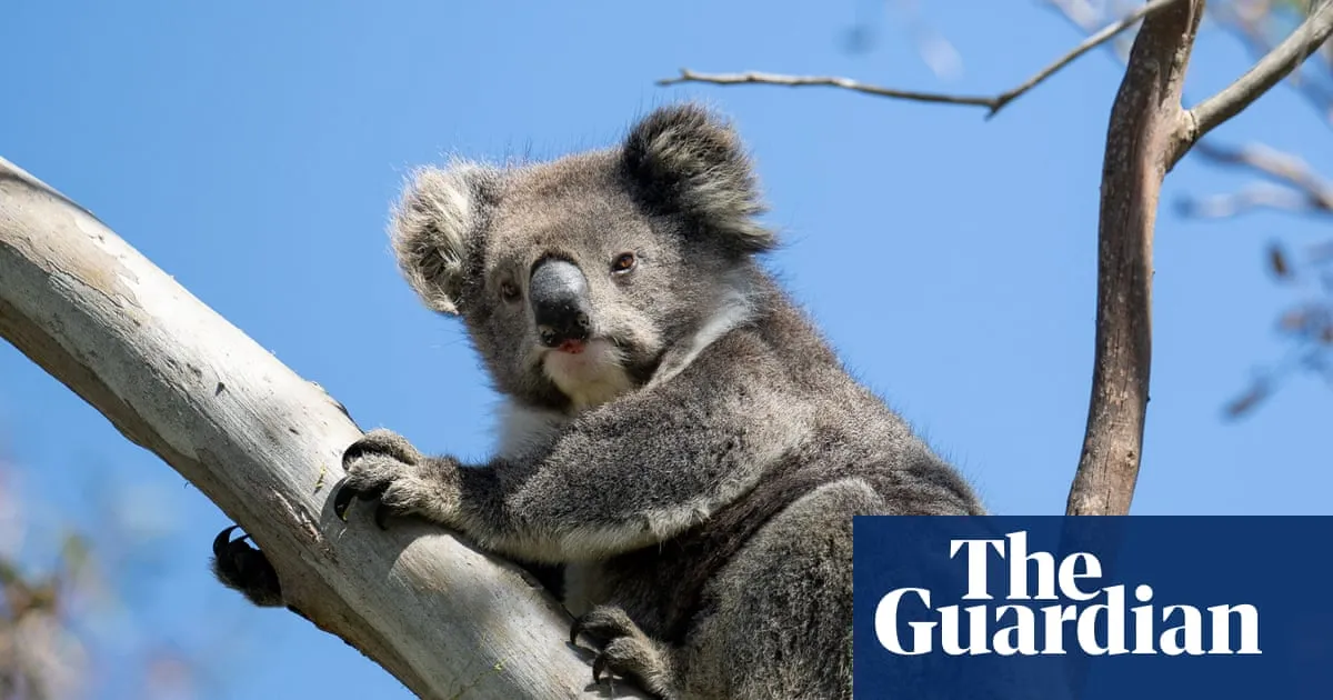 Victoria’s koalas in chronically poor health and population is half what was previously estimated