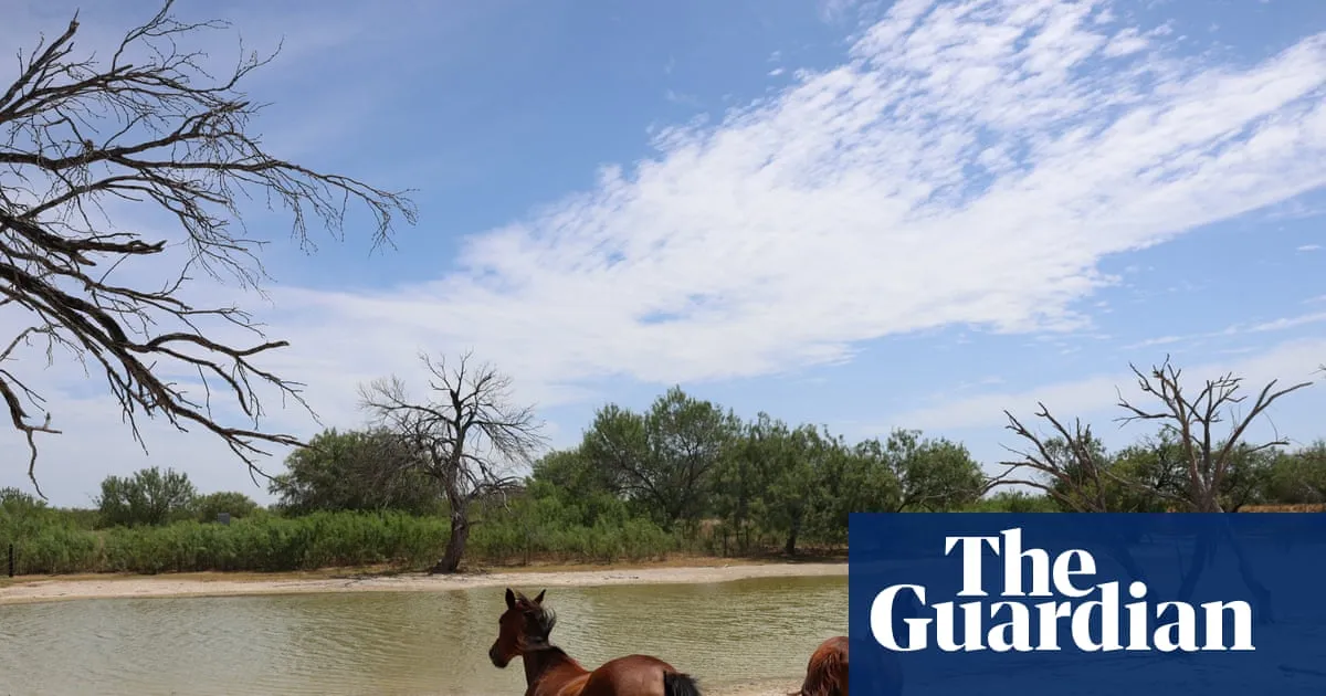 Texas reports first equine infection of New World screwworm on ranch horse
