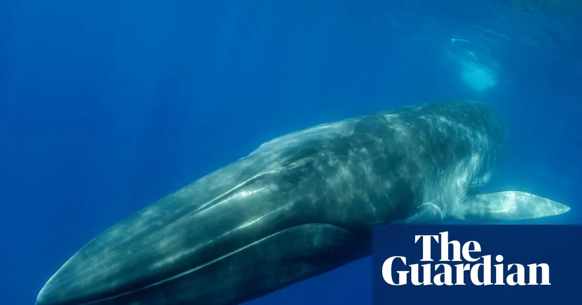 Iceland to submit bill that could ban whaling in its waters