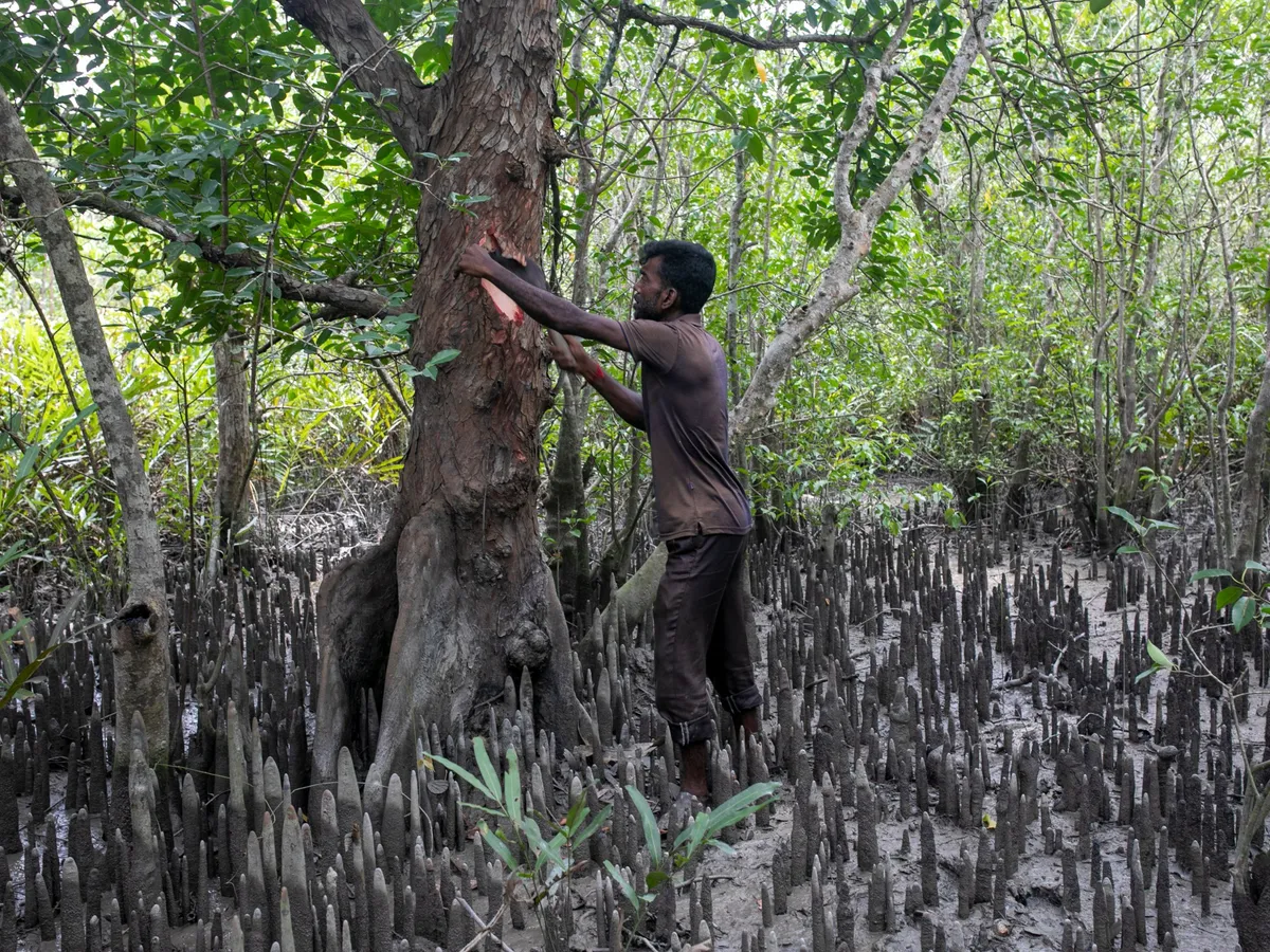 The vanishing pharmacy of the Sundarbans