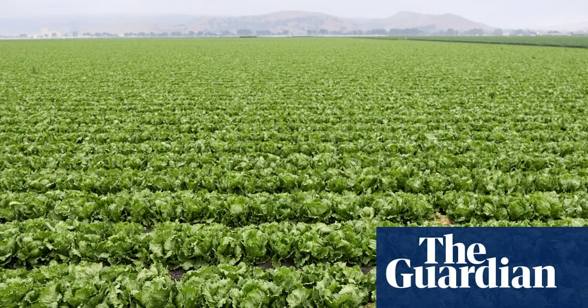 US lettuce prices chopped as costs for other goods remain stubbornly high