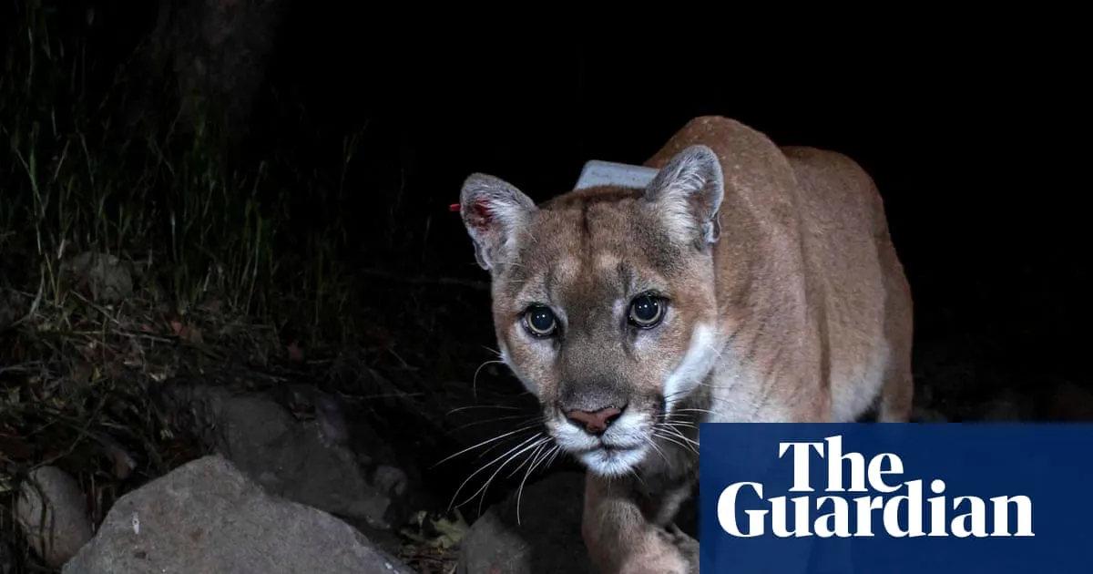 Los Angeles to memorialize late mountain lion P-22 with sculpture in Griffith Park