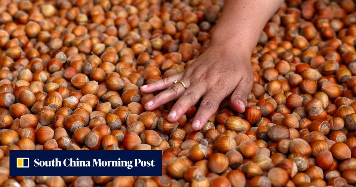 Bhutan banks on high-altitude hazelnuts to remake mountain farming