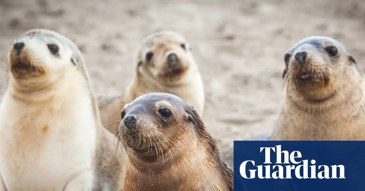 First H5 bird flu death of endangered Australian sea lion recorded amid fears for small population