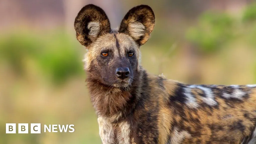 Wild dogs record 2,500-mile trek across Africa in search of a mate