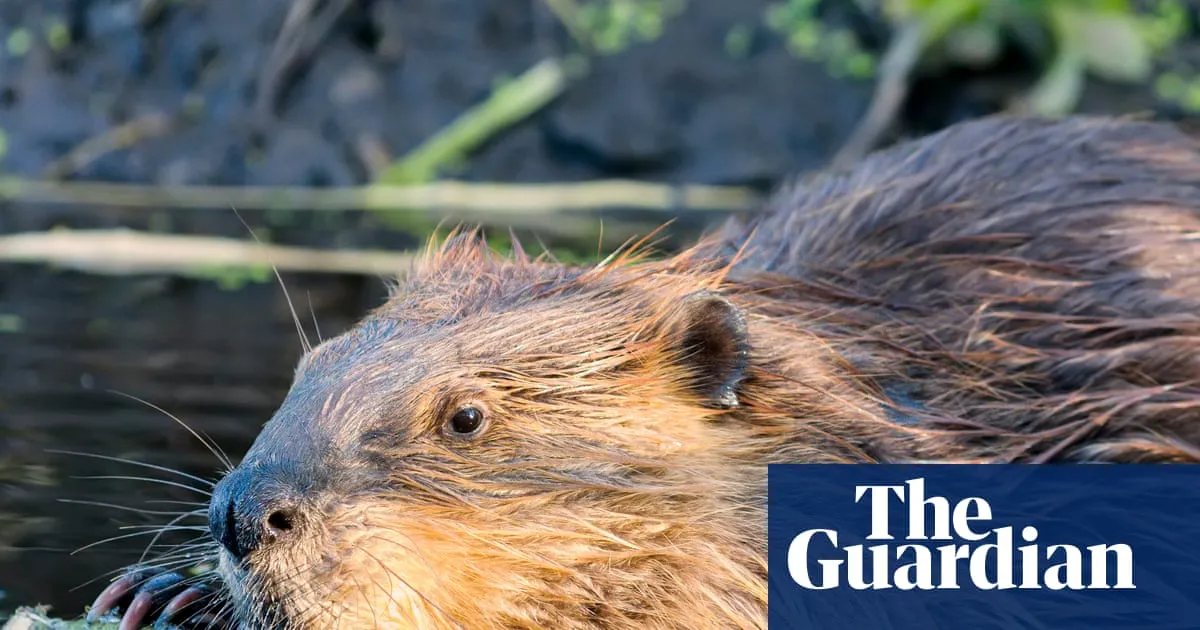 Maryland boy recovering from surgeries after rabid beaver attack at state park