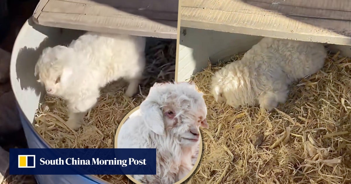 China ‘drama queen’ lamb goes viral for pretending to be dead when potential buyers approach