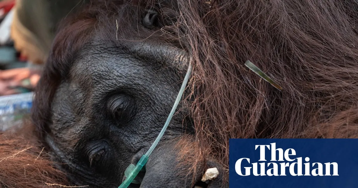 Indonesian wildfires threaten leading orangutan research site in Borneo