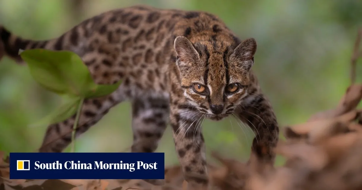 New cat species identified in Bolivia, first in over a century