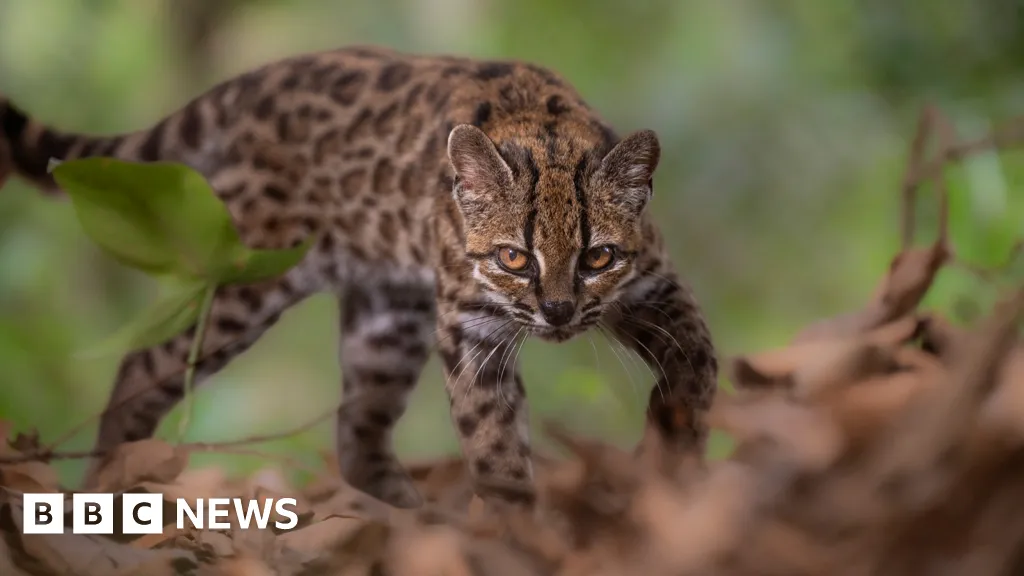 New wild cat species discovered - with only one known living member