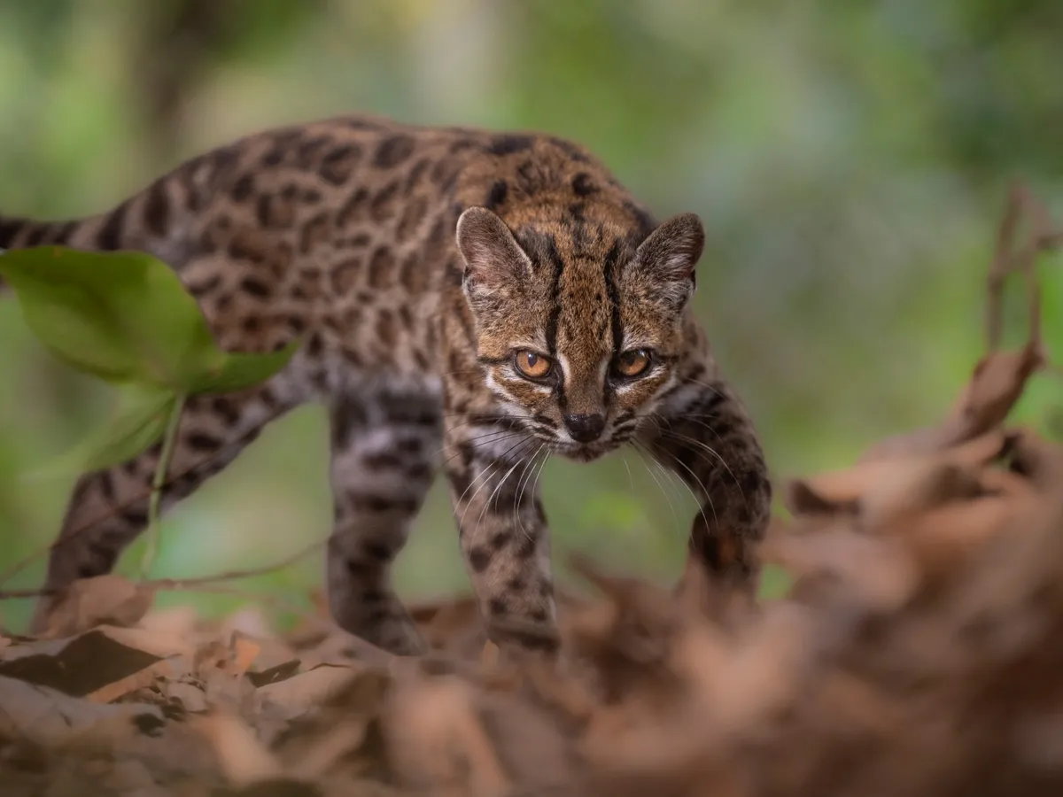 New Bolivian cat claws its way into species list: What we meow