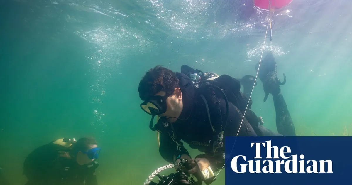 ‘Incredibly encouraging’: healing the scars of traditional anchors in Dorset’s seagrass meadows