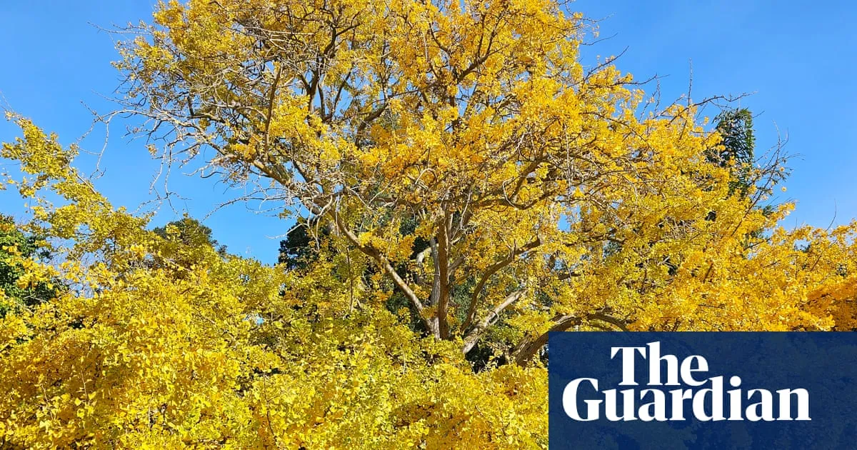 Gums, gingkos and a golden wych elm: voting for Victoria’s tree of the year