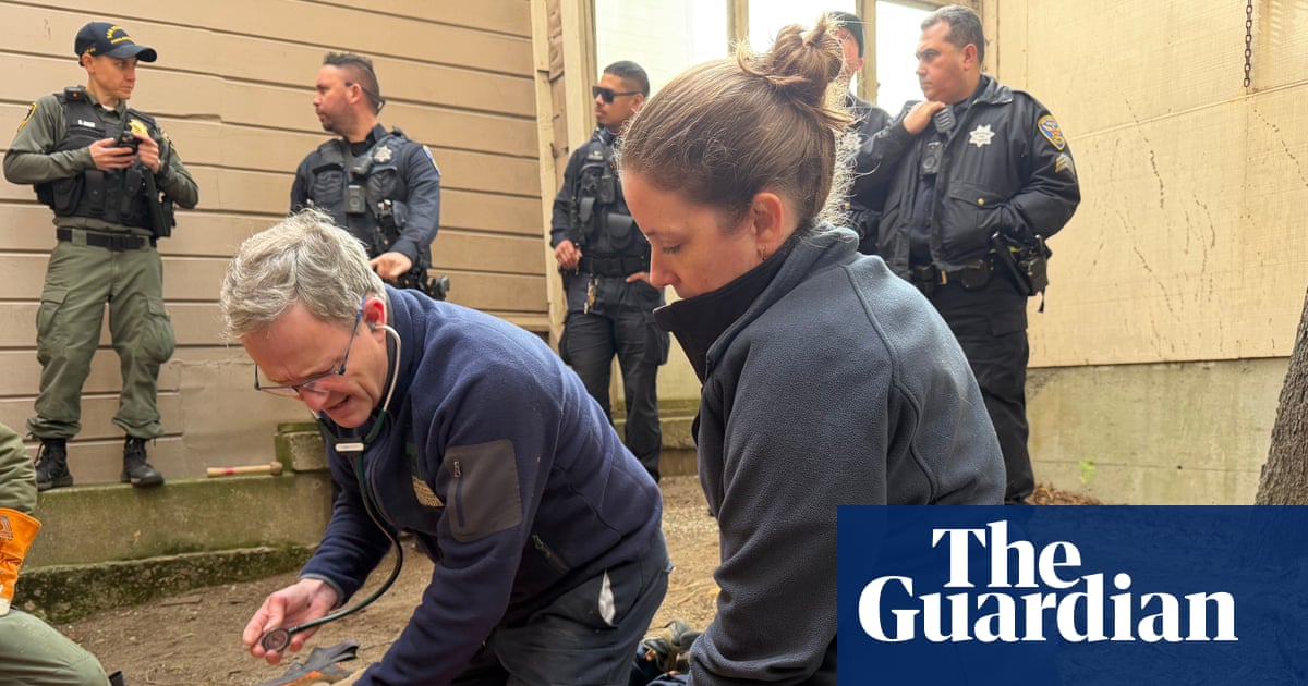 Live TV report on cougar capture in San Francisco neighborhood interrupted by coyote