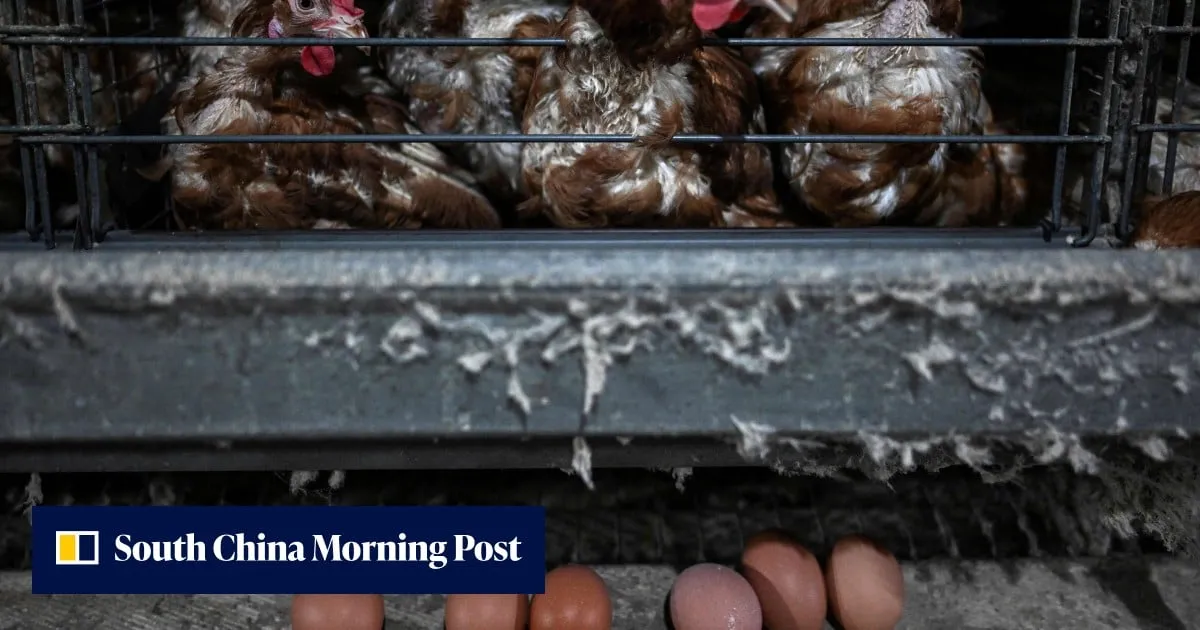 Chickens in Malaysia are producing fewer eggs. Is haze a leading cause?