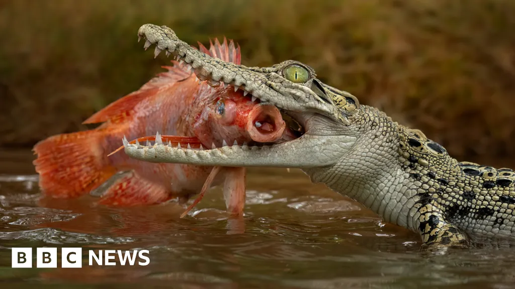 Man charged over AI image of crocodile in Singapore reservoir