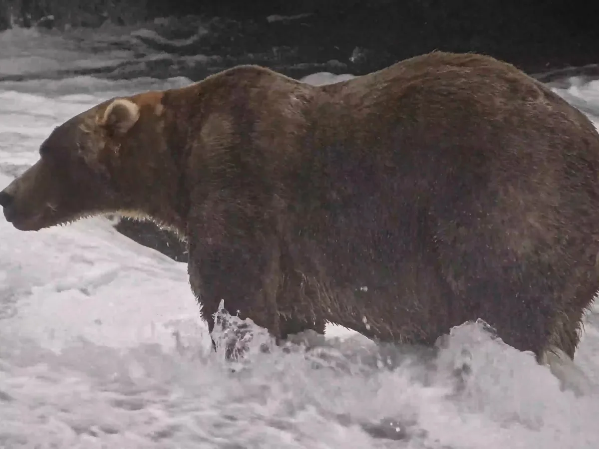 Gentle giant Backpack wins Alaska’s Fat Bear Week