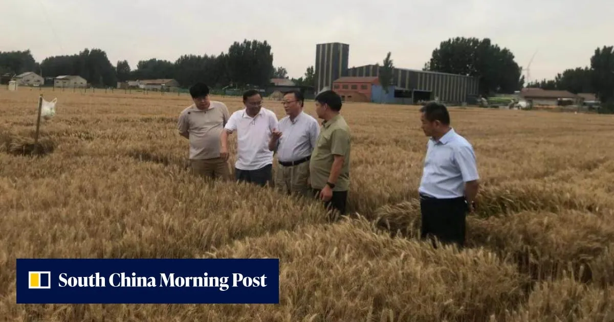 Crop outputs grew up to 100% in China’s big agricultural experiment: scientists