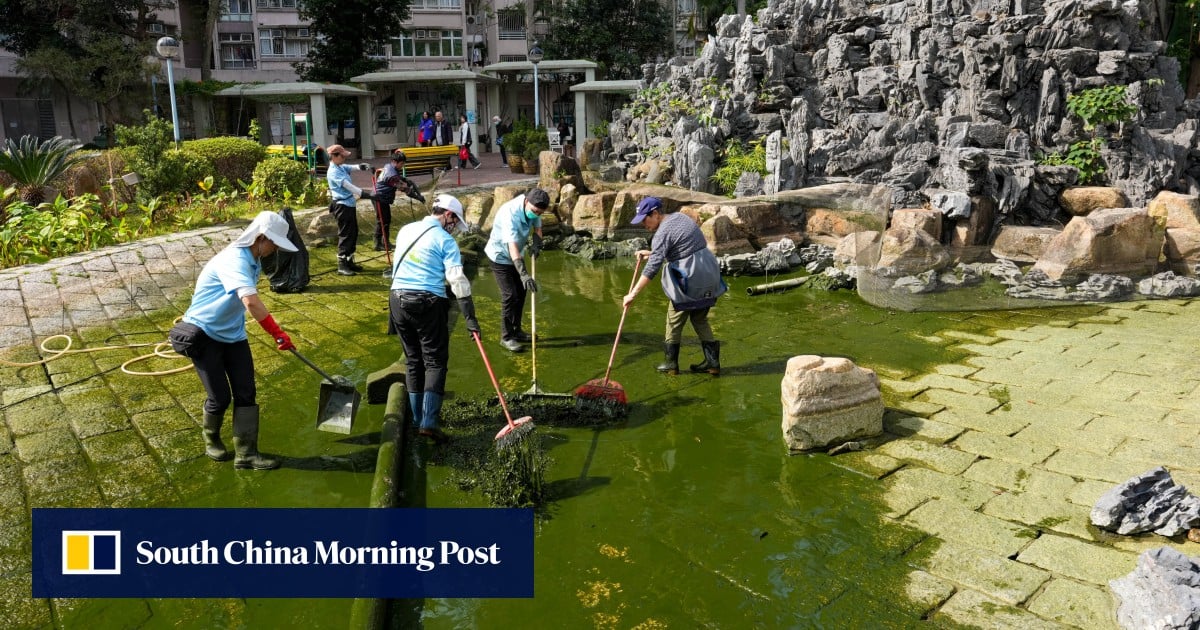 Hong Kong supervisor held over cruelty after botched pond clean-up kills 110 fish