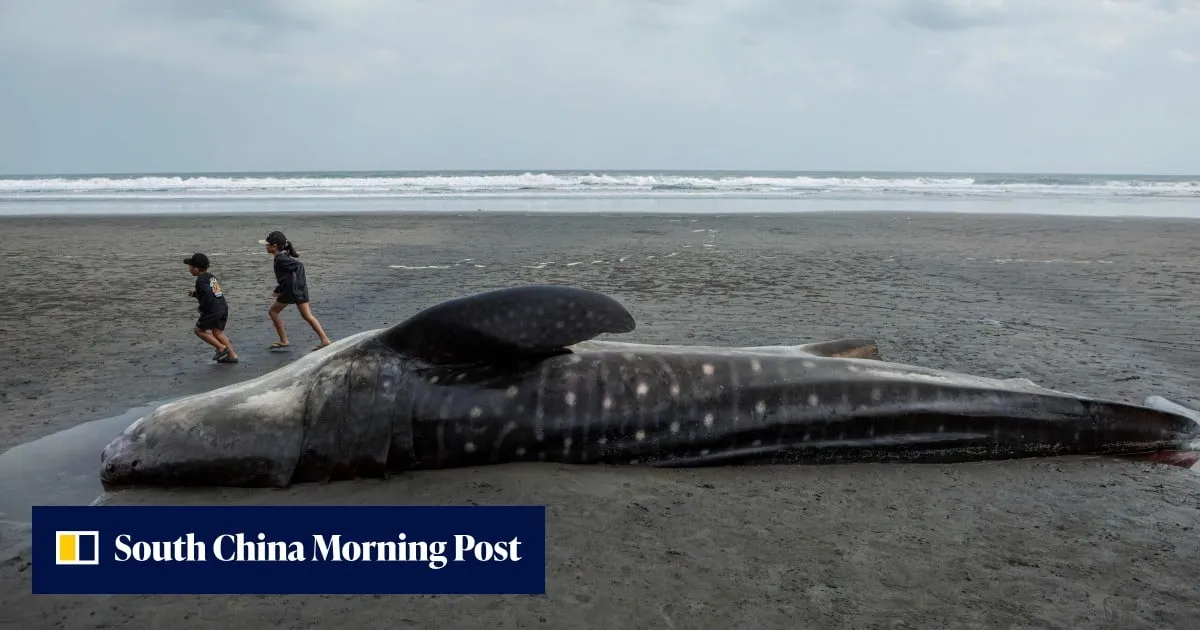 5 dead in 3 weeks: are Indonesia’s whale strandings on the rise?