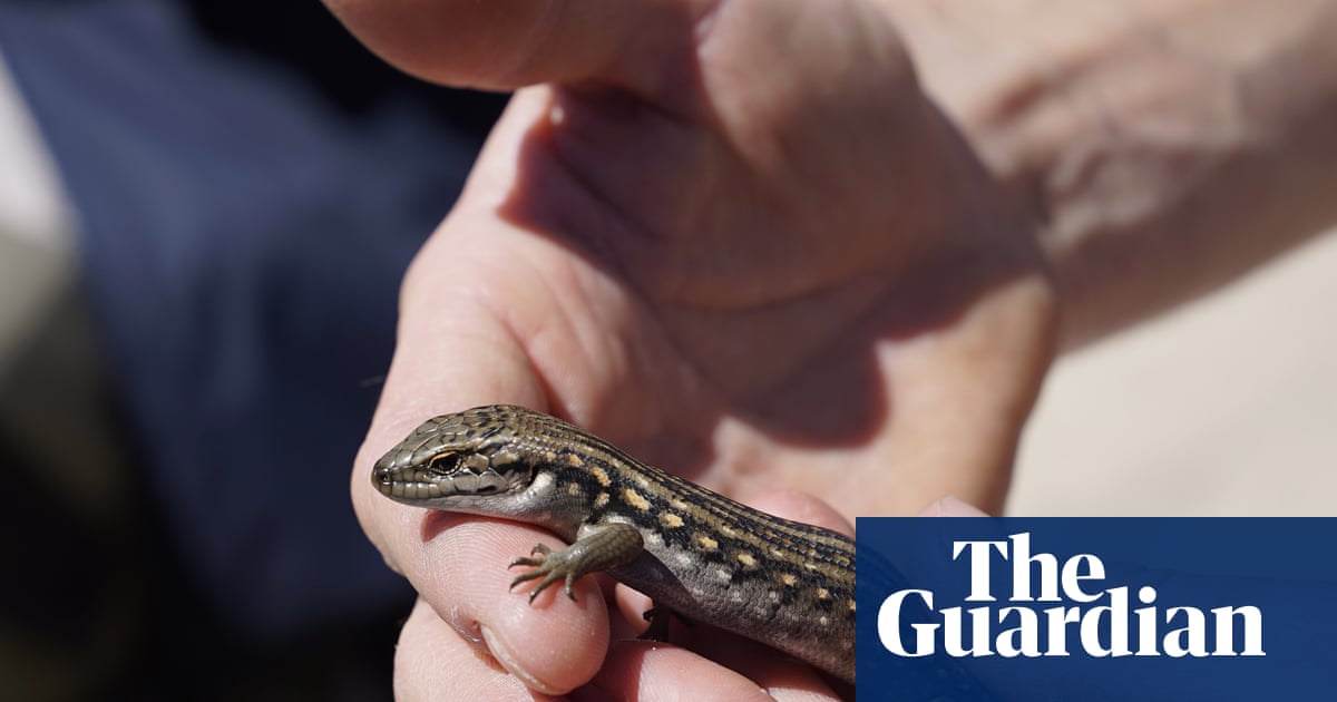 Nursing a skink: endangered alpine lizard numbers set to rise after Omeo falls pregnant in Victoria