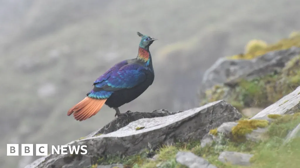 A beautiful Himalayan bird is changing its voice due to human activity, research shows