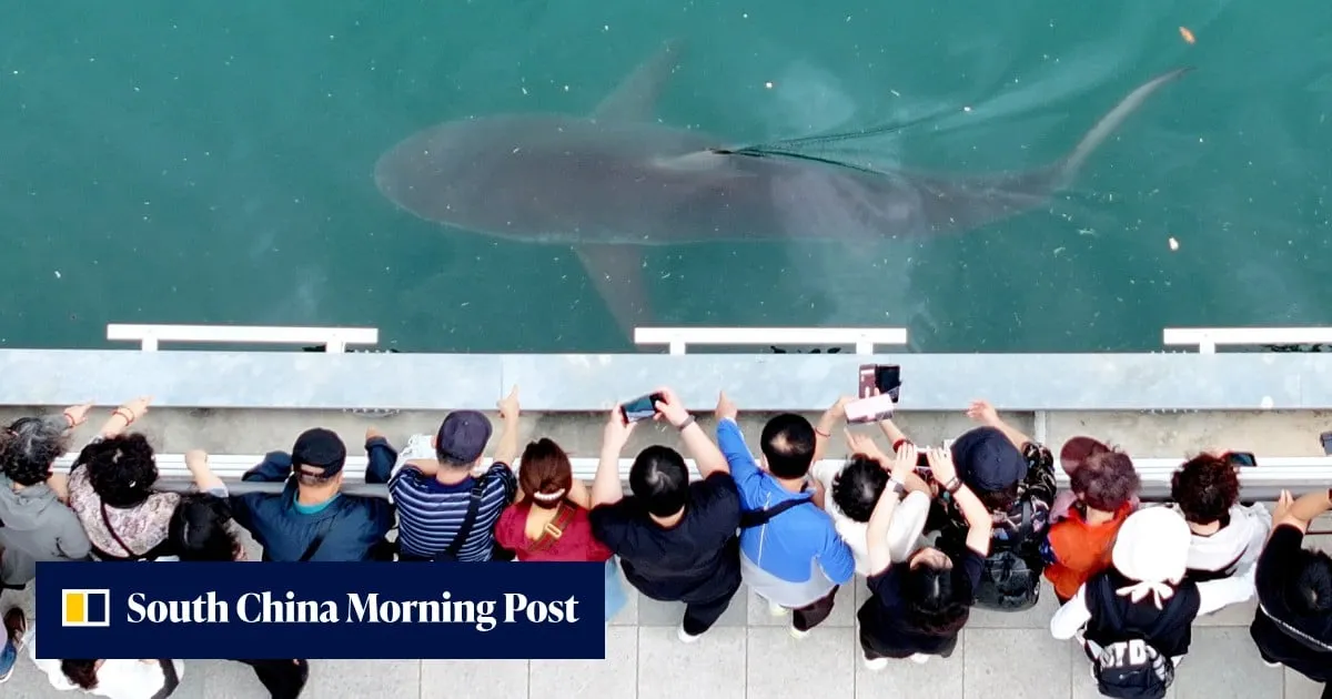 Viral trapped shark in South Korea brings tourism, retail windfall to Busan