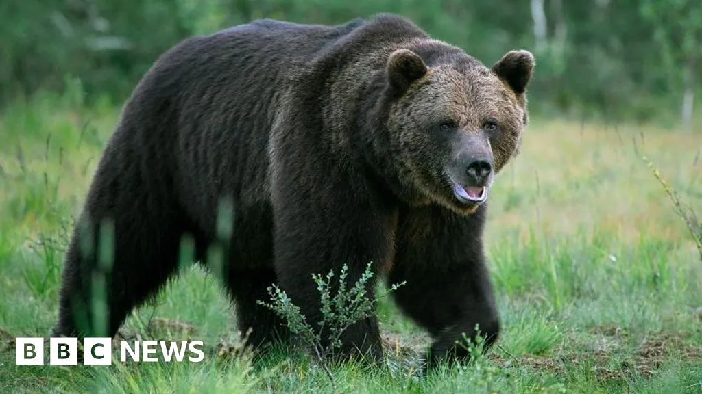 Bear kills man in home attack near Mongolian capital