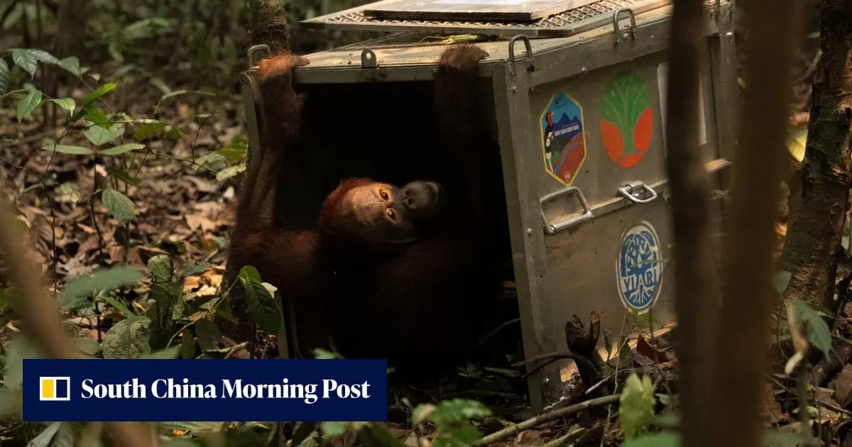 Indonesia finds orangutans saved from wildfires a new home