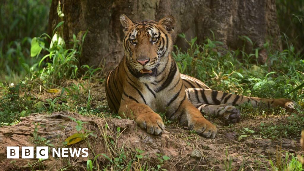 Woman wanted by Interpol over trafficking of tiger parts arrested in India