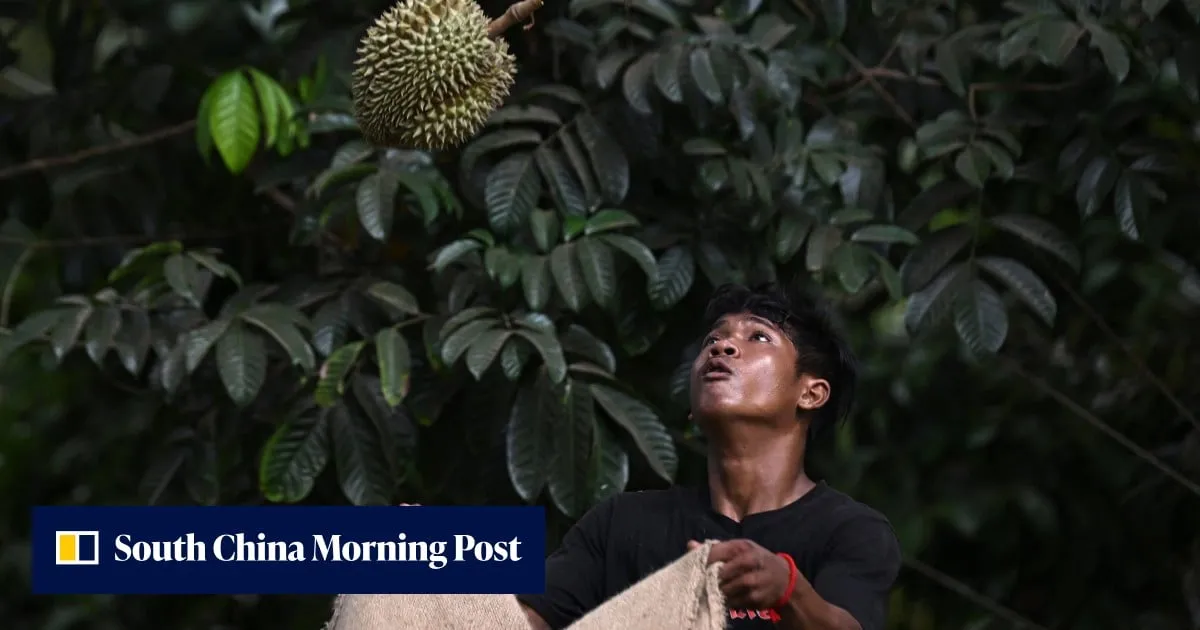 Thailand’s deepening labour shortage roils harvest as unpicked fruits rot