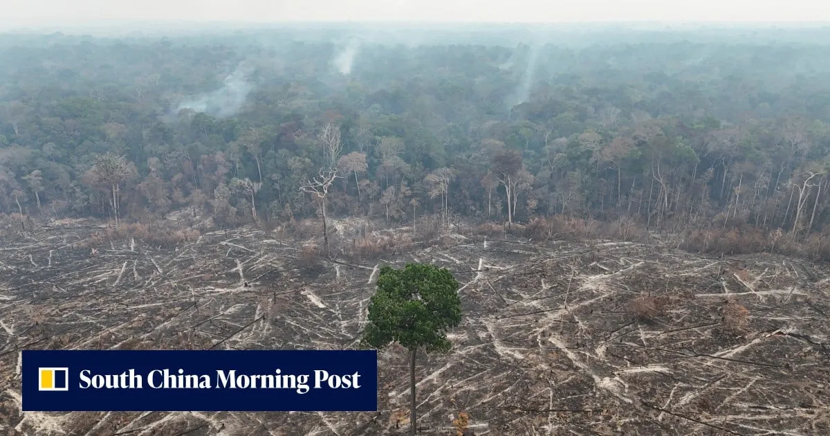 Global deforestation fell in 2025, but Congo Basin losses surged