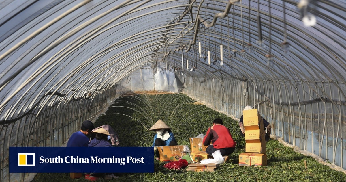 South Korea forced to act after Cambodian worker’s death in freezing greenhouse dorm