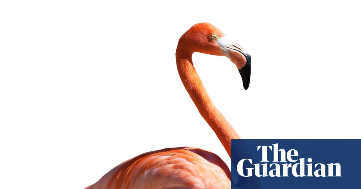 Thursday news quiz: Liz is absurd, Apu finds words and a bloke steals a bird