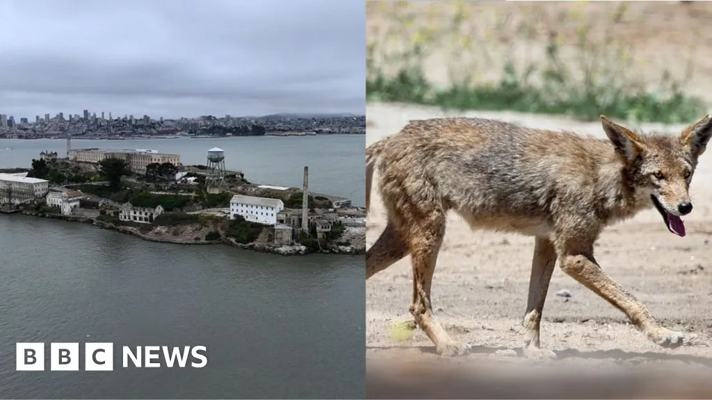 Stay or go - what's next for coyote that escaped to Alcatraz?