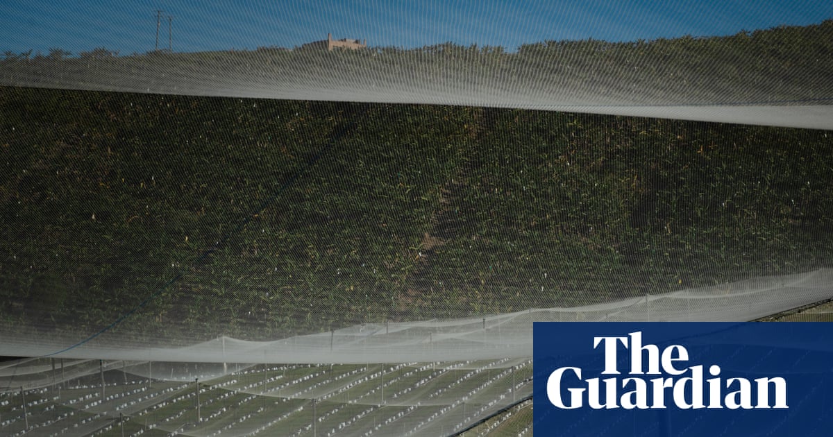 NSW Greens to move bill to let councils better regulate berry industry as it continues rapid expansion