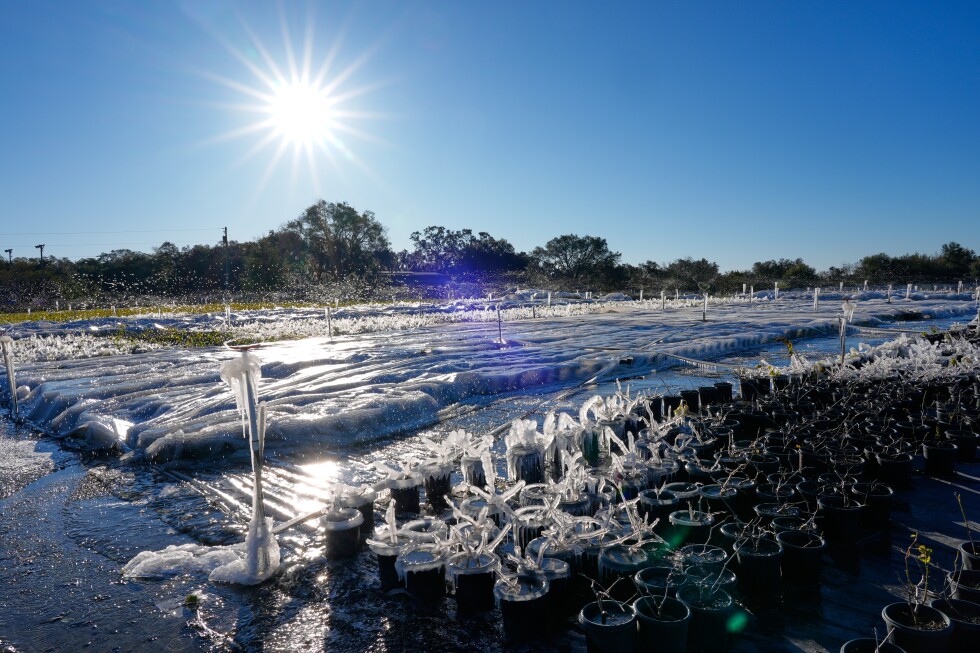 More winter weather leads to heavy snow, canceled flights and, in Florida, falling iguanas