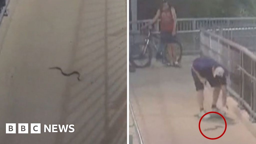 Watch: Snake at train station scares Sydney commuters