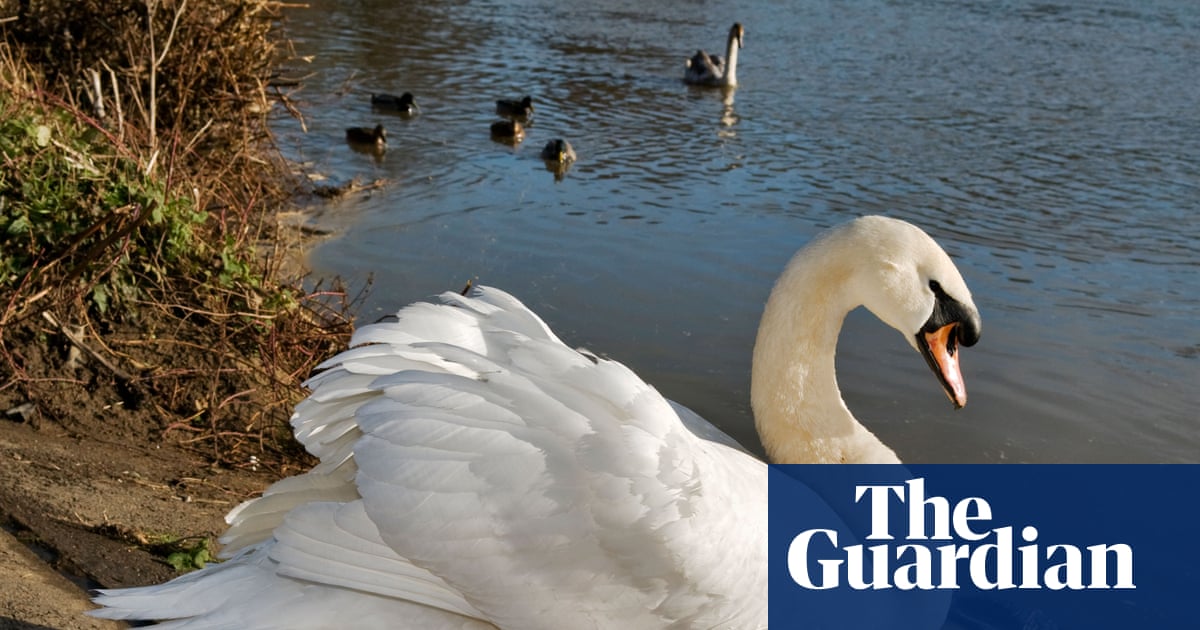 Race to contain suspected bird flu outbreak among Thames Valley swans