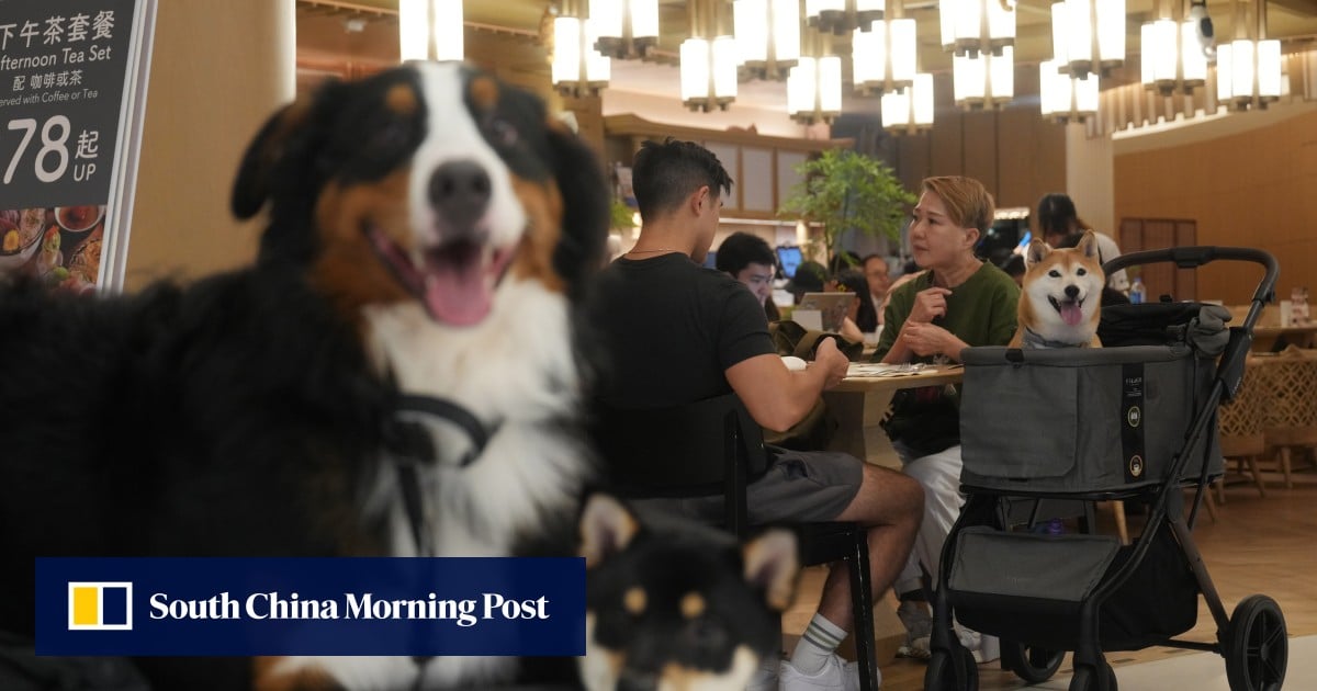 Dogs to be allowed in up to 1,000 Hong Kong eateries in first phase of new rules