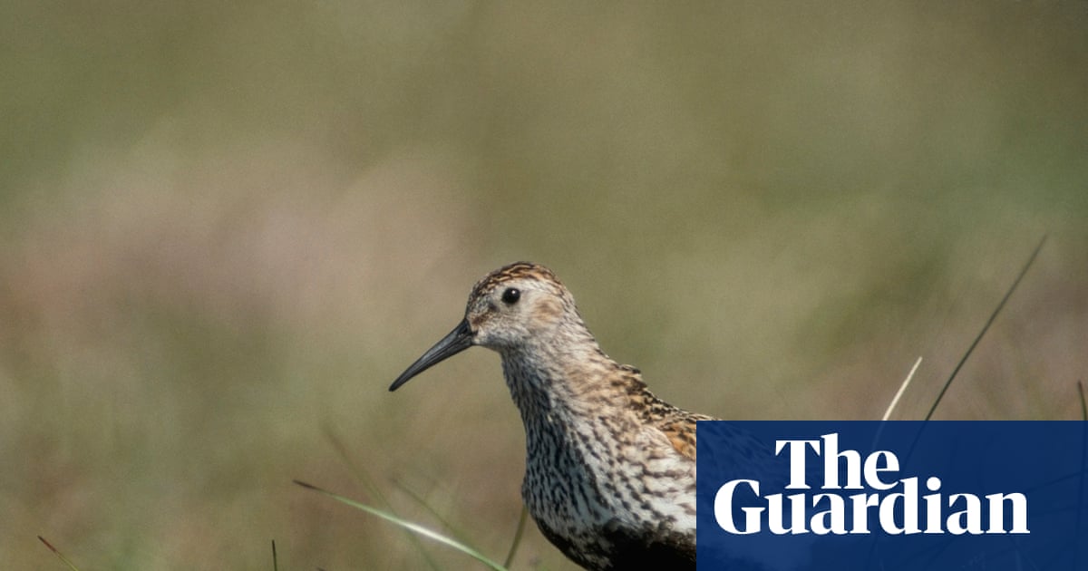 Pennines delight as drone survey offers hope for one of UK’s rarest birds