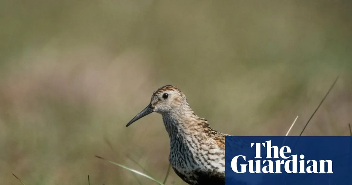 Pennines delight as drone survey offers hope for one of UK’s rarest birds