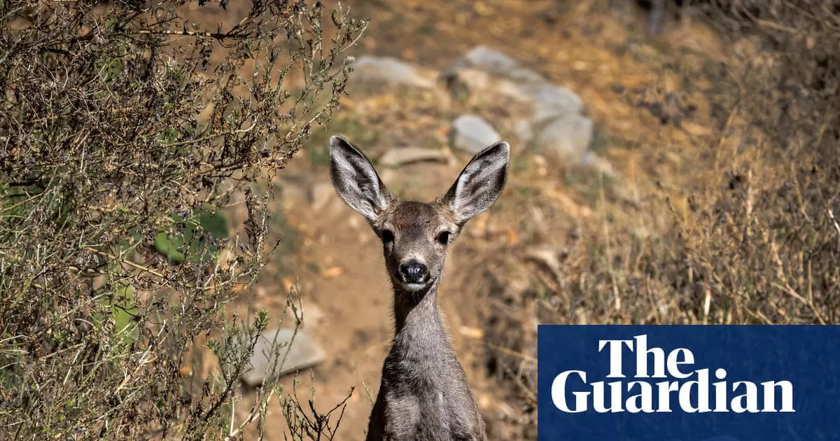 California officials move forward with plans to exterminate mule deer from island