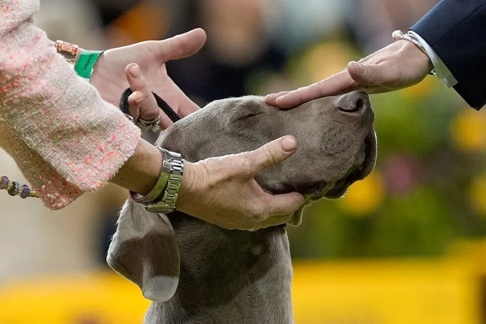 7 dogs competing for Westminster’s show big prize Tuesday night