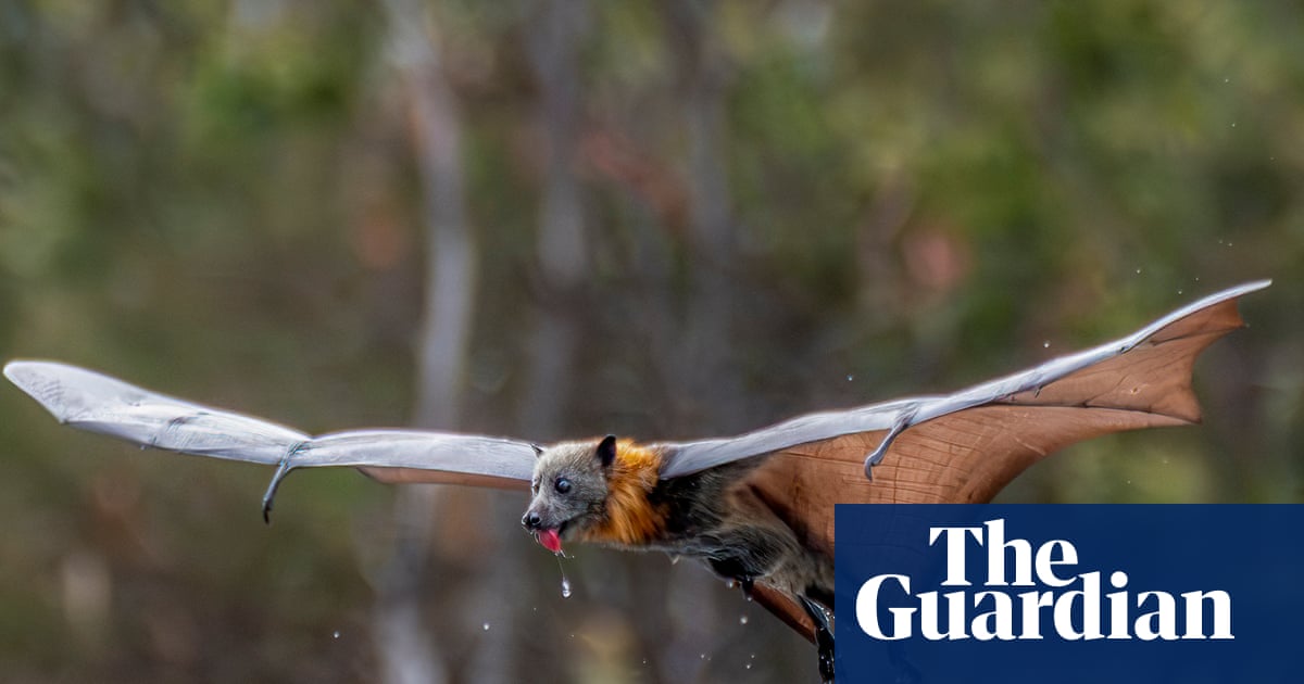 More than 80% of flying fox colony wiped out as January heatwaves kill thousands of bats