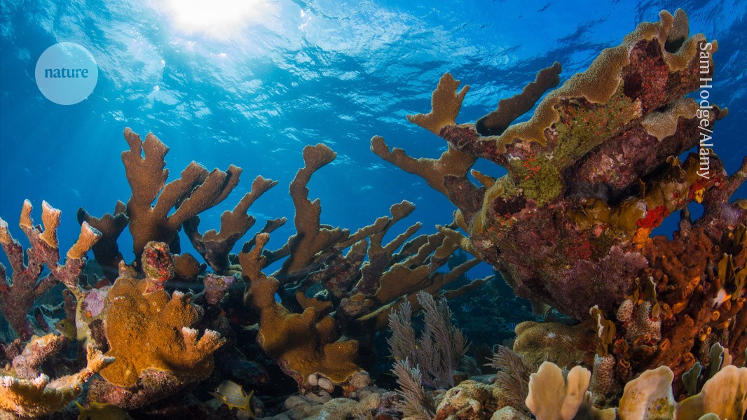 These iconic corals are nearly extinct due to heatwaves: can they be saved?