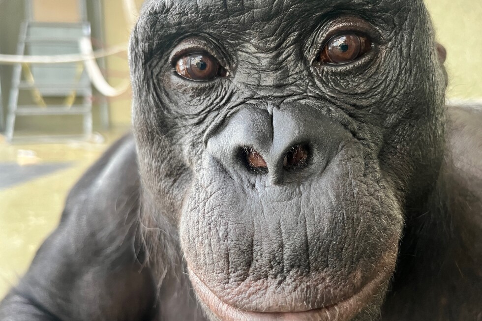Can apes play pretend? Scientists use an imaginary tea party to find out