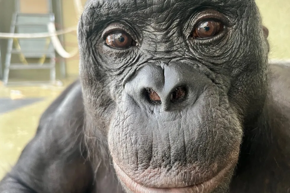 Can apes play pretend? Scientists use an imaginary tea party to find out