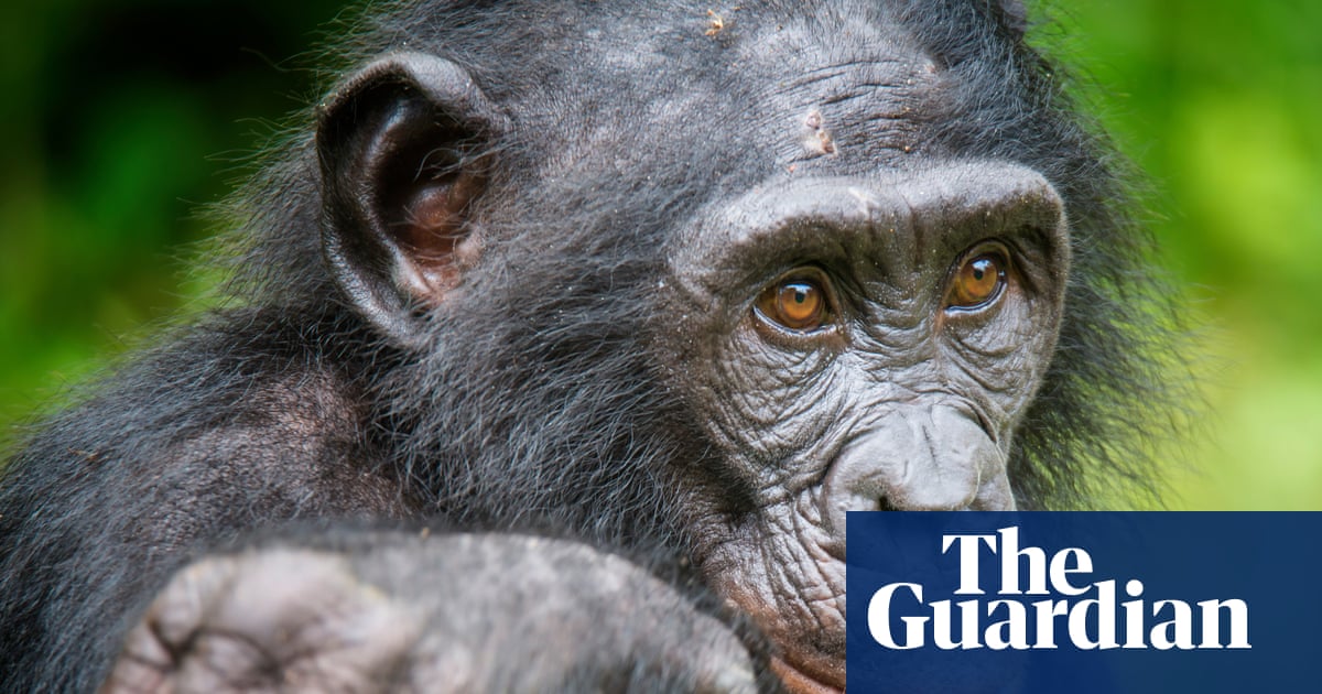 Bonobos can play make-believe much like children, study suggests