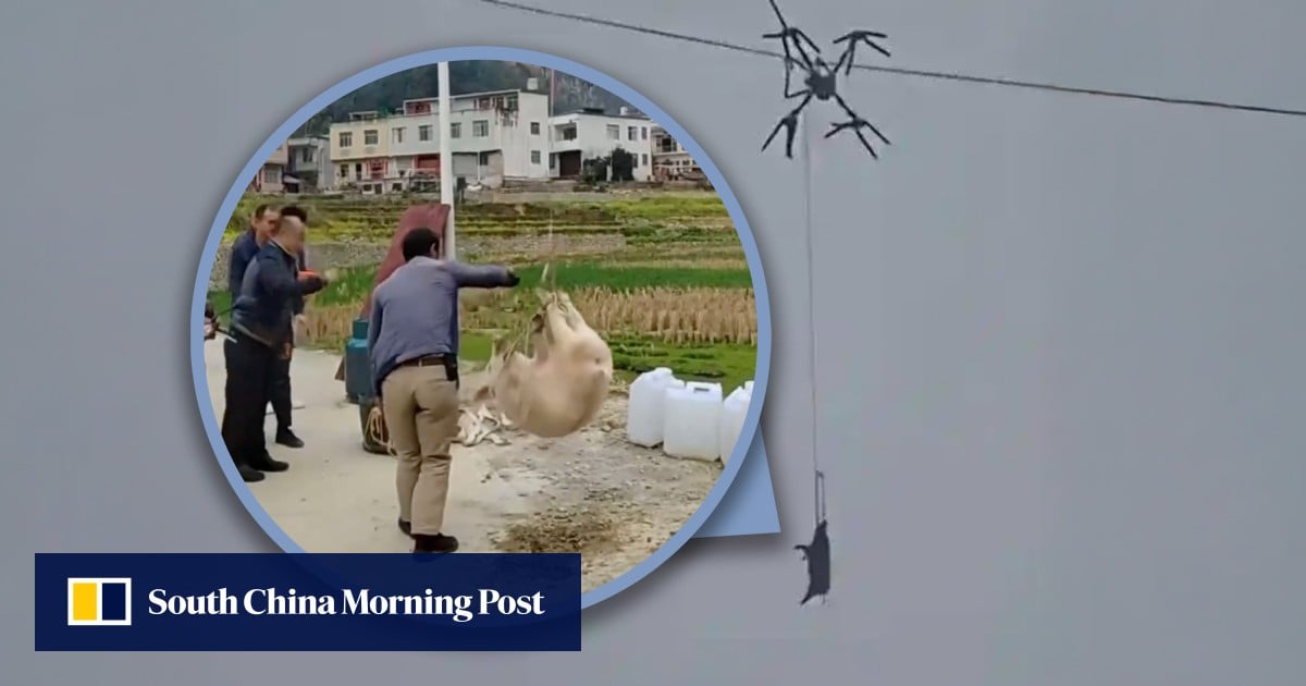China farmer uses drone to transport pigs, causing power outage when cables get ensnared
